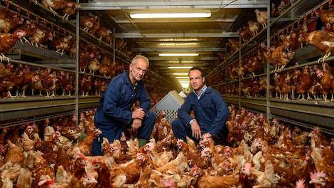 Jan (links) en Christian Wolbrink medio 2016 in één van hun twee volièrestallen. Foto: Agrivaknet.