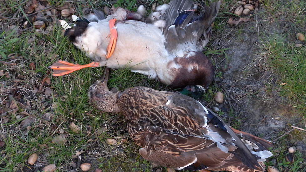 Het aantal melden van vogelgriep bij wilde vogels nam sinds januari af.