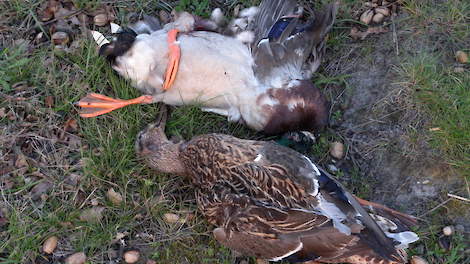 Het aantal melden van vogelgriep bij wilde vogels nam sinds januari af.