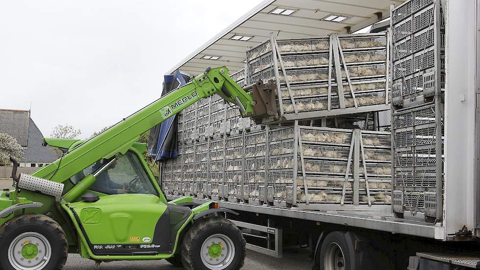 Als er geen nieuwe vogelgriep uitbraken in Nederland bij komen gaan de vleeskuikenprijzen de komende tijd stijgen. Dat verwacht inkoopdirecteur Kees van Oers van Plukon.