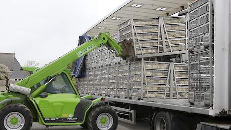 Als er geen nieuwe vogelgriep uitbraken in Nederland bij komen gaan de vleeskuikenprijzen de komende tijd stijgen. Dat verwacht inkoopdirecteur Kees van Oers van Plukon.