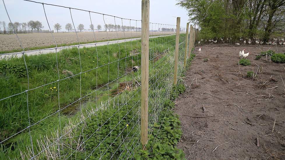 De meeste vrije uitloop bedrijven zouden geen deugdelijke afscherming hebben, waardoor de vossen makkelijk bij de hennen komen. Betere afscherming van de hennen zorgt er vanzelf voor dat de vossen wegblijven, meent de Partij voor de Dieren.