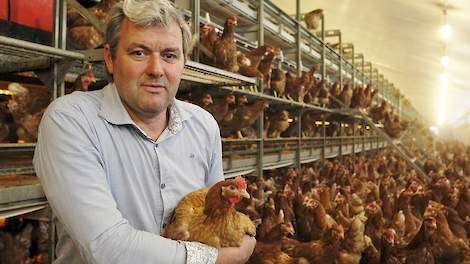 Wim Klaassen tussen de 21-weekse hennen in zijn nieuwste volièrestal uit 2012. Vlak voor de komst van de nieuwe hennen liet hij deze stal behandelen tegen bloedluizen. Ruim negen maanden geleden liet hij voor het eerst één van zijn volièrestallen behandel