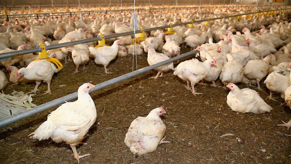 Overtreffen Buiten Wapenstilstand Terug naar reguliere kip als consument de knip niet trekt' | Pluimveeweb.nl  - Nieuws voor pluimveehouders