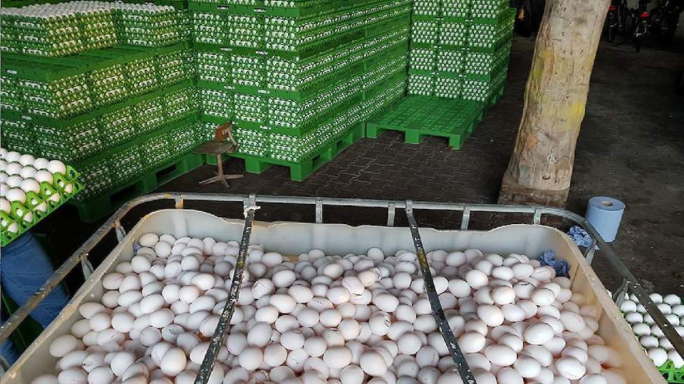 De gemiddelde schade voor individuele pluimveebedrijven varieert en is afhankelijk van de aard en omvang van het bedrijf en de maatregelen die nodig zijn om de stallen weer fipronil vrij te maken