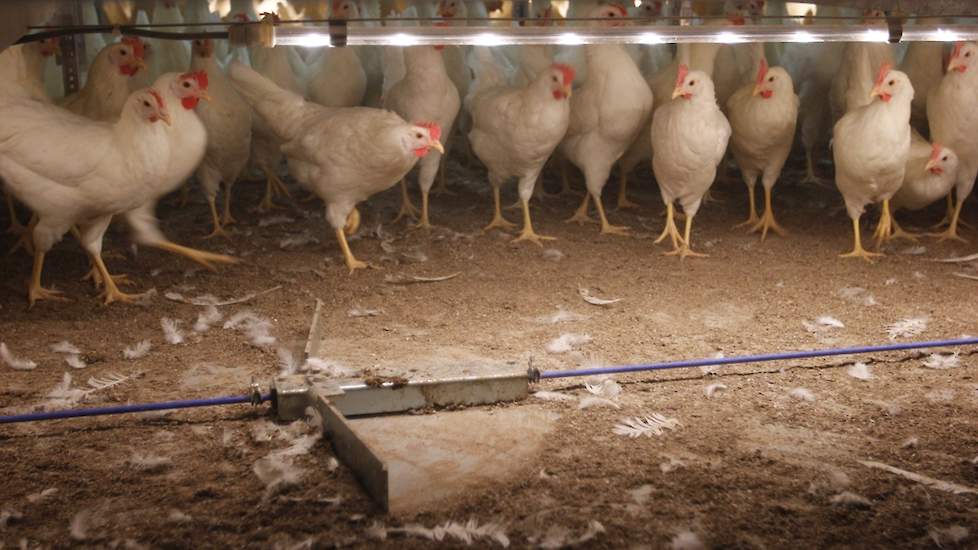 Beoordeling van nieuwe stalsystemen voor de regeling ammoniak en veehouderij gaat sneller verlopen.