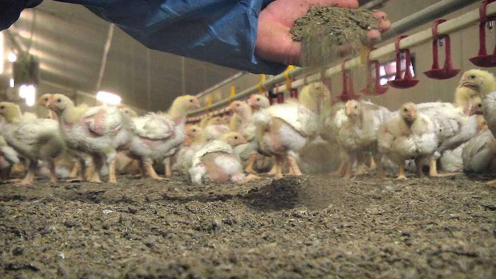 De ervaringen van vleeskuikenhouders met het verwarmen van drinkwater bij vleeskuikens zijn wisselend. Dat blijkt uit een rondgang van Pluimveeweb langs vleeskuikenhouders die het water voor hun kuikens verwarmen.