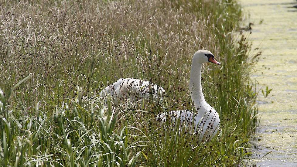 Zeven knobbelzwanen die toebehoren aan koningin Elizabeth van het Verenigd Koninkrijk zijn waarschijnlijk gestorven door vogelgriep.