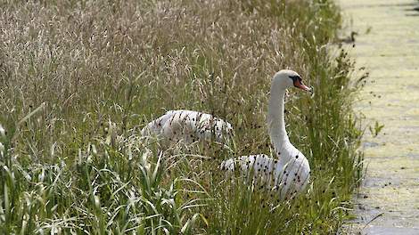 Zeven knobbelzwanen die toebehoren aan koningin Elizabeth van het Verenigd Koninkrijk zijn waarschijnlijk gestorven door vogelgriep.