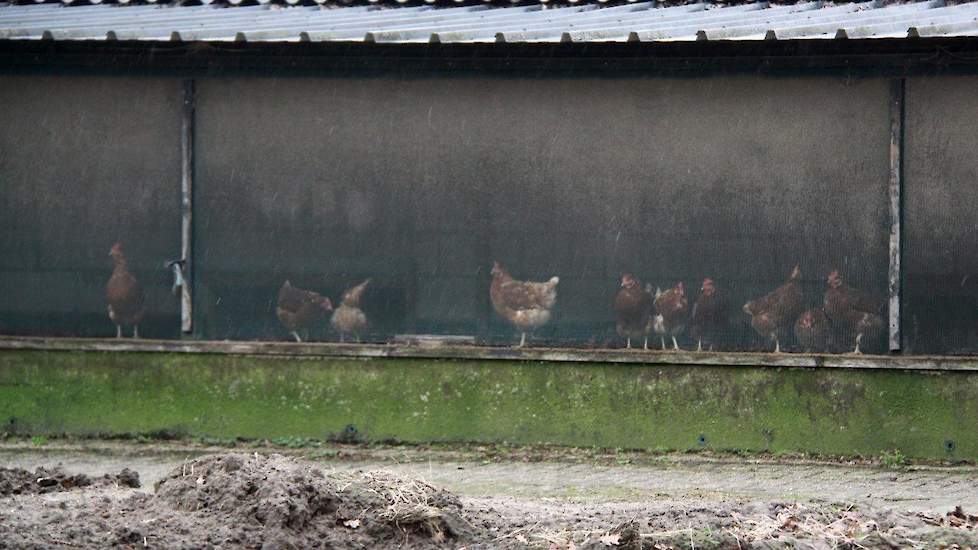 De landelijke ophok- en afschermplicht voor pluimvee vanwege vogelgriep blijft gehandhaafd.