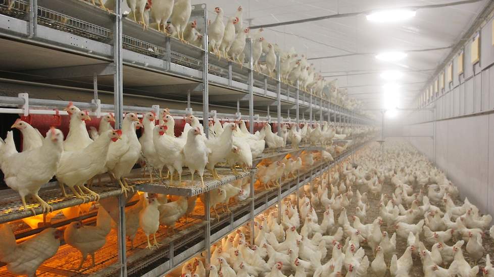 De afstand tussen de pluimveesector en burgers verkleinen en verminderen van fijnstof- en geuruitstoot zijn de belangrijkste issues voor de Belgische pluimveesector de komende jaren. Dat zegt Eric van Meervenne voorzitter van de vakgroep pluimvee van de B