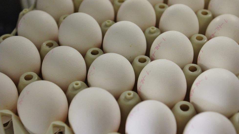 In navolging van Frankrijk wil de Spaanse Partij voor de Dieren Pacma dat ook Spanje een verbod instelt op kooi-eieren. De Franse regering besloot vorige week dat in het land vanaf 2022 geen kooi-eieren meer te krijgen zijn. In Spanje leven maar liefst 35