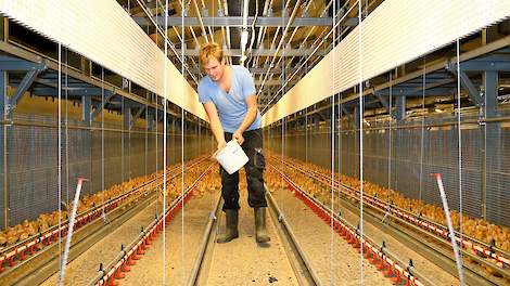 De arbeidsproductiviteit van de agrarische sector is het snelst groeiend in heel Nederland. Dat blijkt uit een onderzoek dat ABN Amro uitvoerde in de afgelopen vijftien jaar.