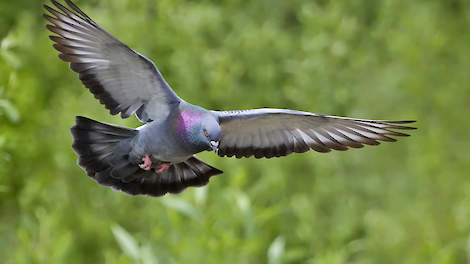 Bij duiven van een duivenmelker in de Antwerpse gemeente Bornem is vorige week een uitbraak van paramyxo vastgesteld. Paramyxo is de mildere vorm van Newcastle Disease bij duiven.