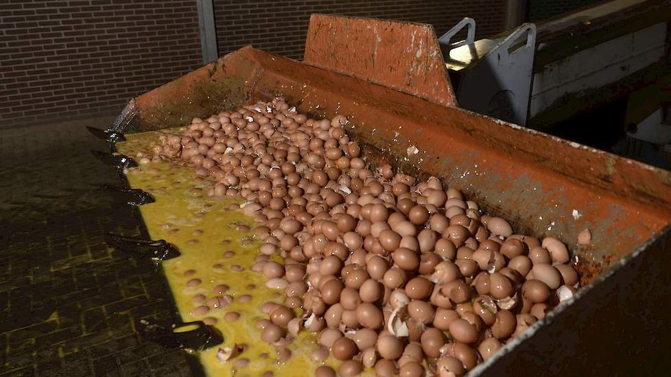 De Nederlandse Voedsel- en Warenautoriteit NVWA was organisatorisch niet voorbereid op een crisis zoals die met het verboden bestrijdingsmiddel fipronil in eieren. De dienst greep te laat in, waardoor de crisis groter is geworden dan nodig was en had toen