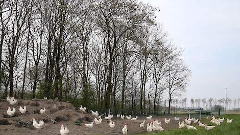 Minister Schouten van Landbouw, Natuur en Voedselkwaliteit trekt met ingang van vrijdag 13 april de landelijke maatregelen tegen de verspreiding van vogelgriep, zoals de ophok- en afschermplicht in.