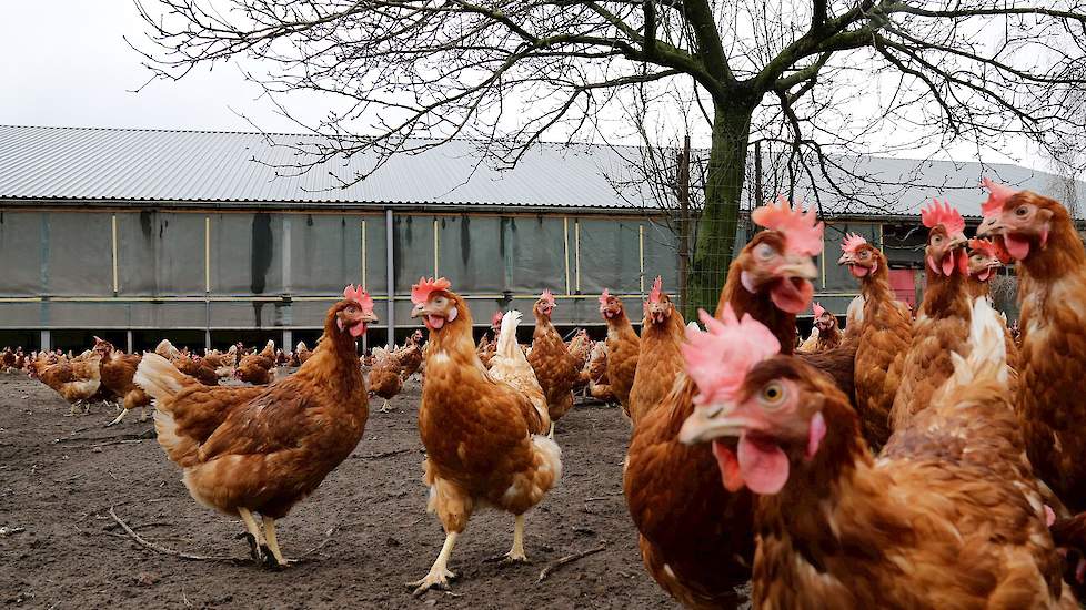 Om zeker te weten dat vlees, groente of fruit met een biologisch label ook echt biologisch is, krijgen producenten, maar ook verwerkers, vervoerders en verkopers in de EU vanaf 2021 minstens één keer per jaar controle.