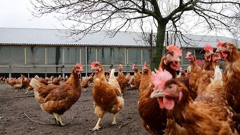 Om zeker te weten dat vlees, groente of fruit met een biologisch label ook echt biologisch is, krijgen producenten, maar ook verwerkers, vervoerders en verkopers in de EU vanaf 2021 minstens één keer per jaar controle.