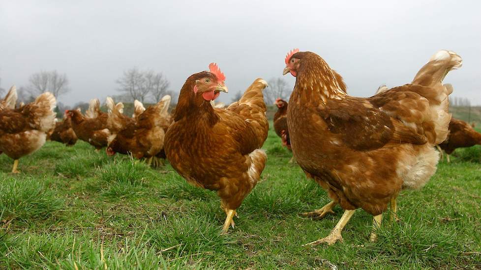 De grootste eierproducent van Spanje Huevos Guillén kondigde onlangs aan om te schakelen van verrijkte kooi naar scharrel en vrije uitloop leghennen.