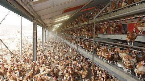 De ZLTO reageert furieus op het nieuwe tienpuntenplan voor de veehouderij van provincie Noord-Brabant om onder meer stallen te keuren. De ZLTO vindt dat provinciale maatregelen moeten aansluiten bij het natuurlijke proces van financiering en afschrijving