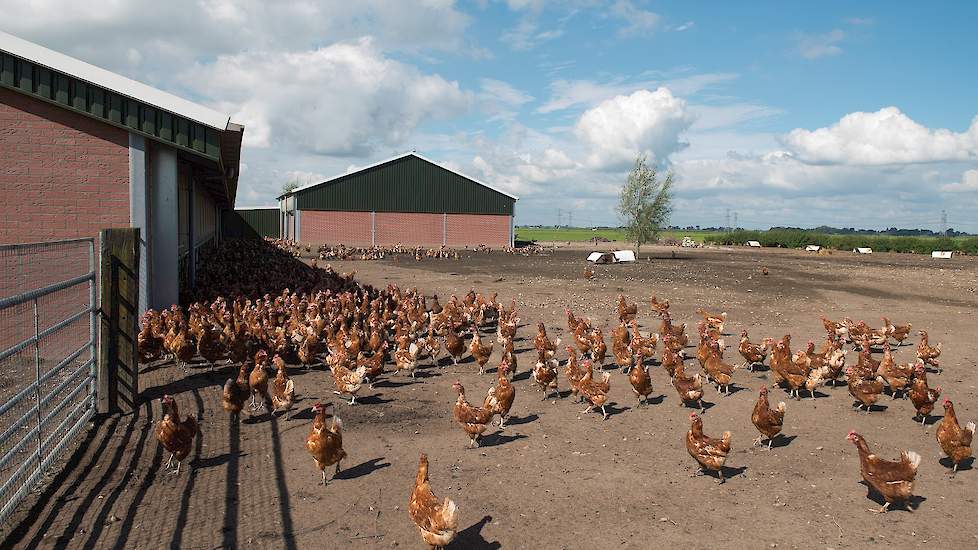 voorraad Vooraf Hol Aantal biologische leghennen groeit 8,3 procent | Pluimveeweb.nl - Nieuws  voor pluimveehouders