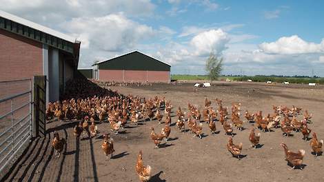 Het aantal biologisch gehouden leghennen groeide vorig jaar met 8,3 procent naar ruim 3,2 miljoen.