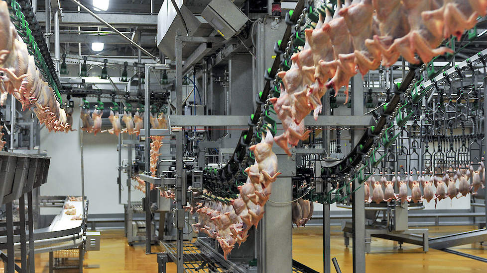 Plukon Food Group heeft eind juni haar nieuwe vleeskuikenslachterij in Polen in gebruik genomen die is gebouwd binnen de joint venture met het Poolse familiebedrijf Wyrebski.