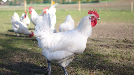 Biologische kippenboerderij De Lankerenhof van Chris en Marjan Borren uit het Gelderse Voorthuizen is onlangs samen met biologische foodcoöperatie Odin uit Geldermalsen (GD) een proef gestart met het vrije dubbeldoel kippenras Les Bleues.