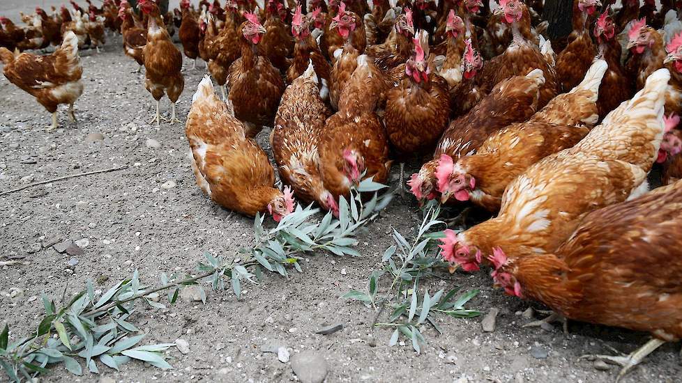 De afzetcoöperatie is op dit moment terughoudend bij het aannemen van leden. „Biologische leghennenhouders, die hennen in april of mei opzetten, nemen we sowieso niet aan als nieuw lid. We bekijken nu per aanmelding of het past. En of we die eieren voor d