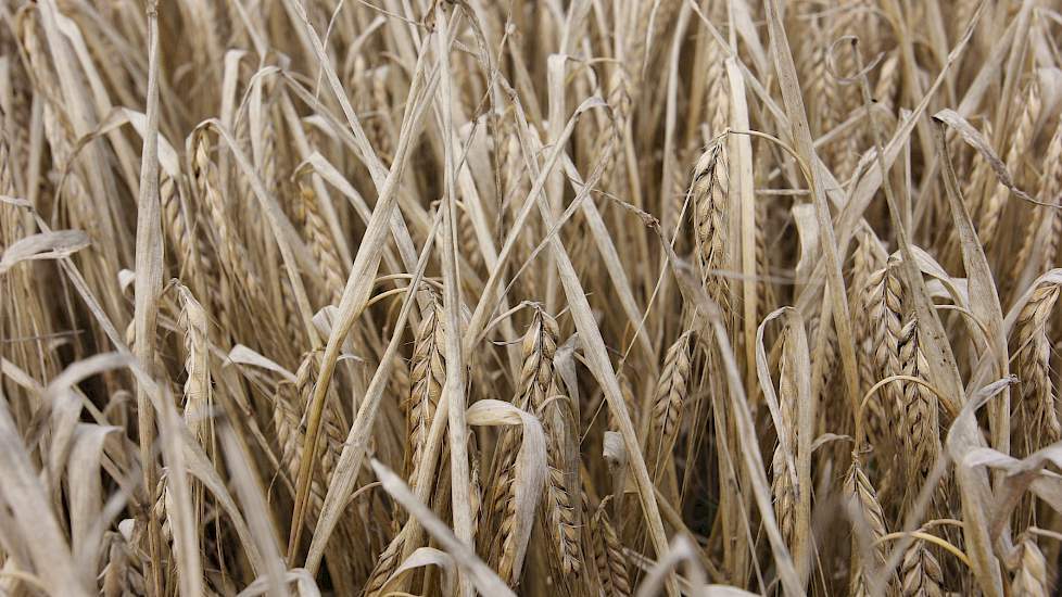 Door de droogte in veel delen van de wereld zijn de graanprijzen deze week fors in prijs gestegen. De opbrengsten van granen vallen in verschillende regio's tegen.