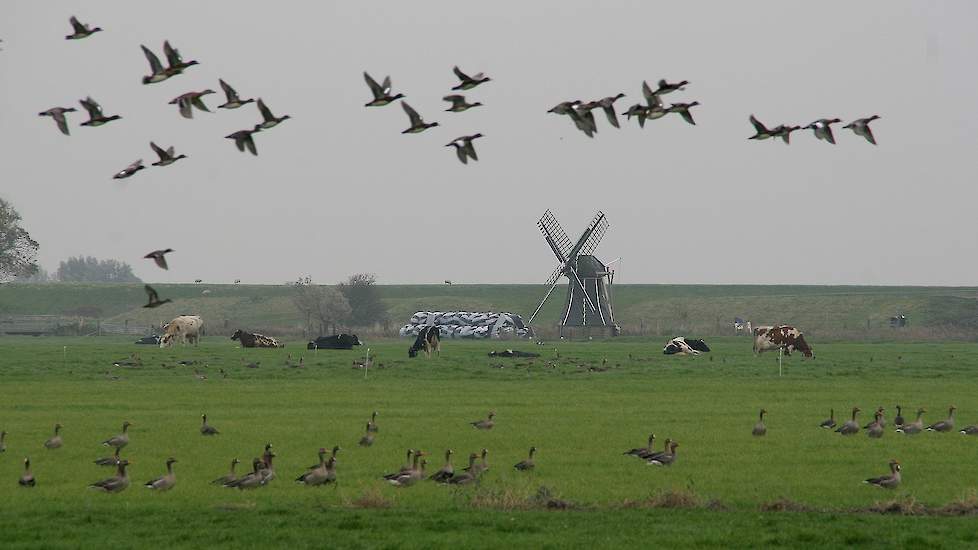 Wilde trekvogels uit Rusland brachten de hoogpathogene H5N8 vogelgriep in november 2016 naar Nederland.