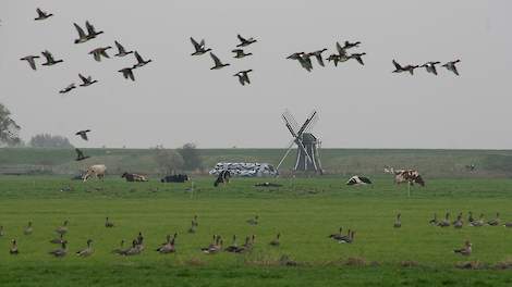 Wilde trekvogels uit Rusland brachten de hoogpathogene H5N8 vogelgriep in november 2016 naar Nederland.