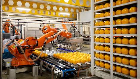 Productie van Edammer kazen bij FrieslandCampina in Marum. Onder meer deze Edammers vinden via Jana Foods hun weg naar de Amerikaanse consument.
