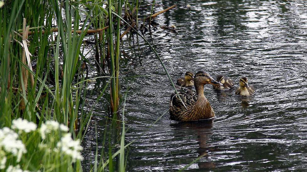 Aangezien het vogeltrekseizoen nog op gang moet komen, ligt het voor de hand dat met de vondst van deze besmette wilde eend met hoogpathogene vogelgriep bij het Eemmeer bij Blaricum (NH) de conclusie kan worden getrokken dat het virus nog in Nederland aan