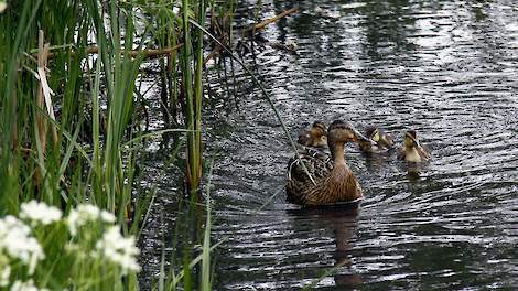 Aangezien het vogeltrekseizoen nog op gang moet komen, ligt het voor de hand dat met de vondst van deze besmette wilde eend met hoogpathogene vogelgriep bij het Eemmeer bij Blaricum (NH) de conclusie kan worden getrokken dat het virus nog in Nederland aan