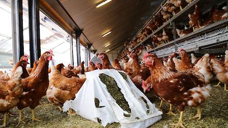 Leghennenhouders moeten het plastic dat om luzernebalen heen zit, verwijderen voordat ze de luzernebalen in de stal zetten. Daarvoor waarschuwt IKB Ei in vrijdag 7 september in haar nieuwsbrief.