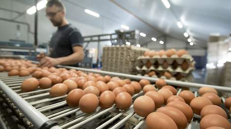 Aangezien met name Duitse afnemers ongegronde eisen stellen, kan een deel van de door fipronil gedupeerde leghennenhouders hun eieren niet als tafelei afzetten, ondanks dat ze onder de toegestane maximale residu limiet (MRL) zitten. Deze eieren worden teg