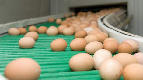 Door fipronil gedupeerde leghennenhouders, die hun tafeleieren noodgedwongen aan de industrie afzetten, beuren ongeveer de helft van de prijs voor een kooi-ei.