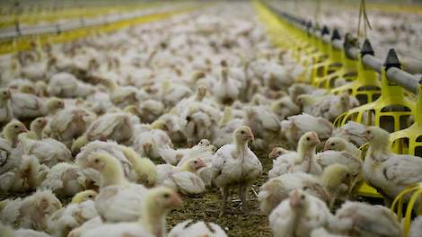 Het Europees Parlement wil dat de vleeskuikenhouderij in de EU drastisch veranderd omdat deze niet goed zou zijn voor het dier, volksgezondheid, lucht, bodem en het water. In Nederland is het dierenwelzijn bij vleeskuikens sterk verbeterd, bleek onlangs u