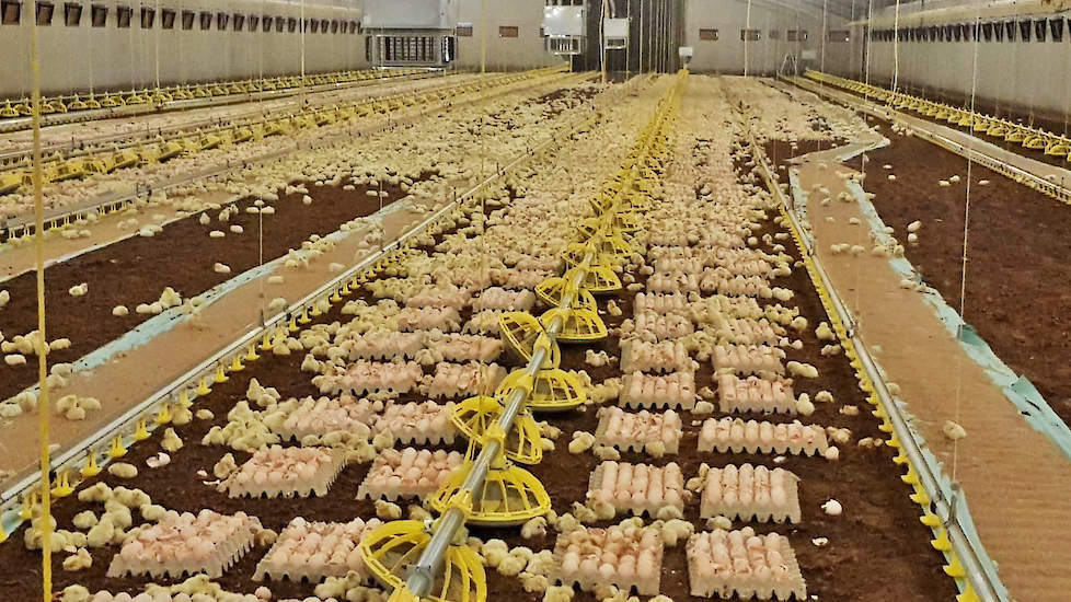 Witlox ontvangt nu twee stallen met in totaal 80.000 18-daagse Nestborn broedeieren van kuikenbroederij Van Hulst en 110.000 18-daagse broedeieren op One2Born trays (foto) van kuikenbroederij Schotman.