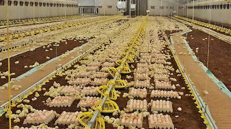 Witlox ontvangt nu twee stallen met in totaal 80.000 18-daagse Nestborn broedeieren van kuikenbroederij Van Hulst en 110.000 18-daagse broedeieren op One2Born trays (foto) van kuikenbroederij Schotman.