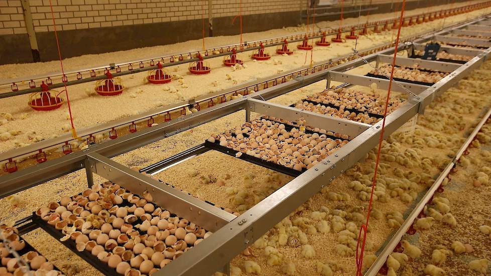 „Bij koppels die in de stal uitkomen is het strooisel droger en komen er minder voetzoollaesies voor.” Dat blijkt uit onderzoek van Wageningen Livestock Research (WLR), vertelde onderzoeker Ingrid de Jong van WLR donderdag 11 oktober tijdens de Pluimveere