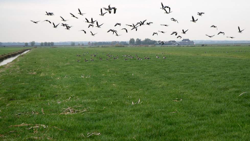 Het risico op vogelgriepuitbraken in Nederland neemt toe.