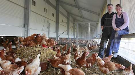 Karel Niestijl (46) en zijn partner Jolanda Haan (46) uit Veendam houden in twee stallen 9.000 witte biologische hennen en 32.500 bruine hennen volgens het één ster Beter Leven keurmerk van de Dierenbescherming. Voor de brand in februari 2015 hielden ze 4