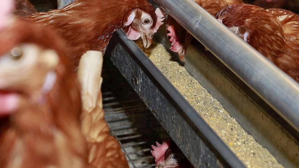 Negen pluimveebedrijven in de Duitse deelstaat Nedersaksen zijn op slot doordat ze PCB verontreinigd voer ontvingen van voerfabrikant Agravis. Het gaat zowel om leghennen-, vleeskuiken- als kalkoenbedrijven.