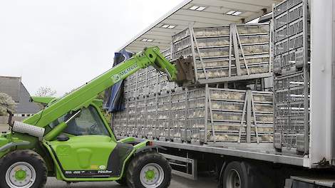 De Belgische vleeskuikenprijzen kelderden evenals de Nederlandse vleeskuikenprijzen de afgelopen weken fors.