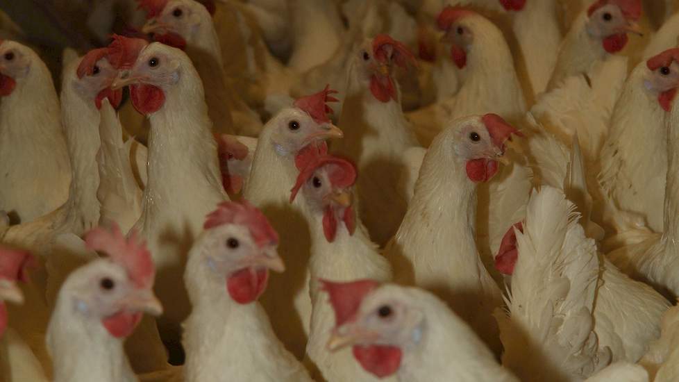 Intens Sinds Bridge pier AgruniekRijnvallei › De kip met het beste saldo: wit of bruin? |  Pluimveeweb.nl - Nieuws voor pluimveehouders