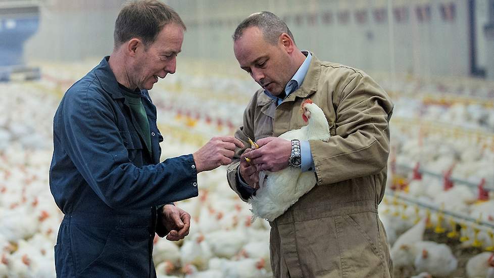 Voorkom voetzoollaessies. Coppens Diervoeding uit Helmond heeft hiervoor diverse tips.