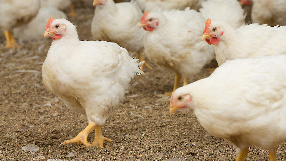 Vleeskuikenhouders gezocht voor Kip van Morgen