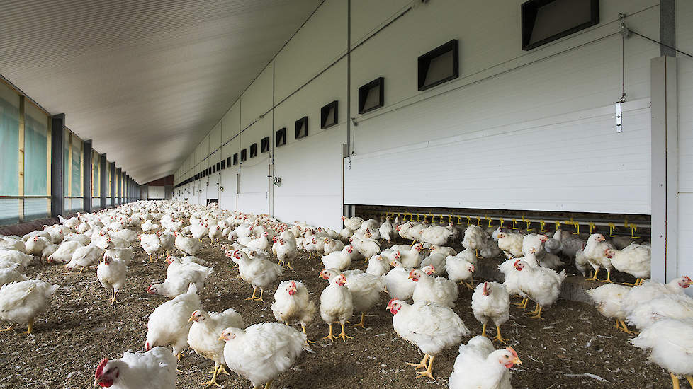 Coppens Diervoeding is dringend op zoek naar bedrijven die scharrelvleeskuikens willen houden. De vraag naar deze kuikens is namelijk sterk stijgende. Er is dus veel vraag en ruimte om grote aantallen in te kunnen passen.